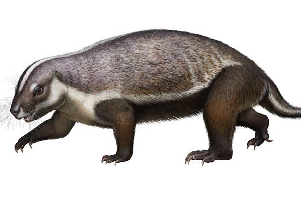 瘋狂野獸 瘋狂野獸