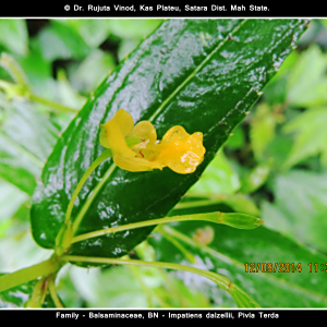 Impatiens dalzellii