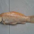 紅黃鯽魚