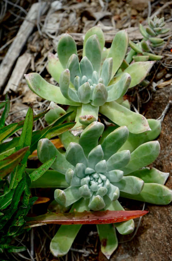 加州大學植物園中栽種的格瑞內仙女杯（Dudleya greenei）