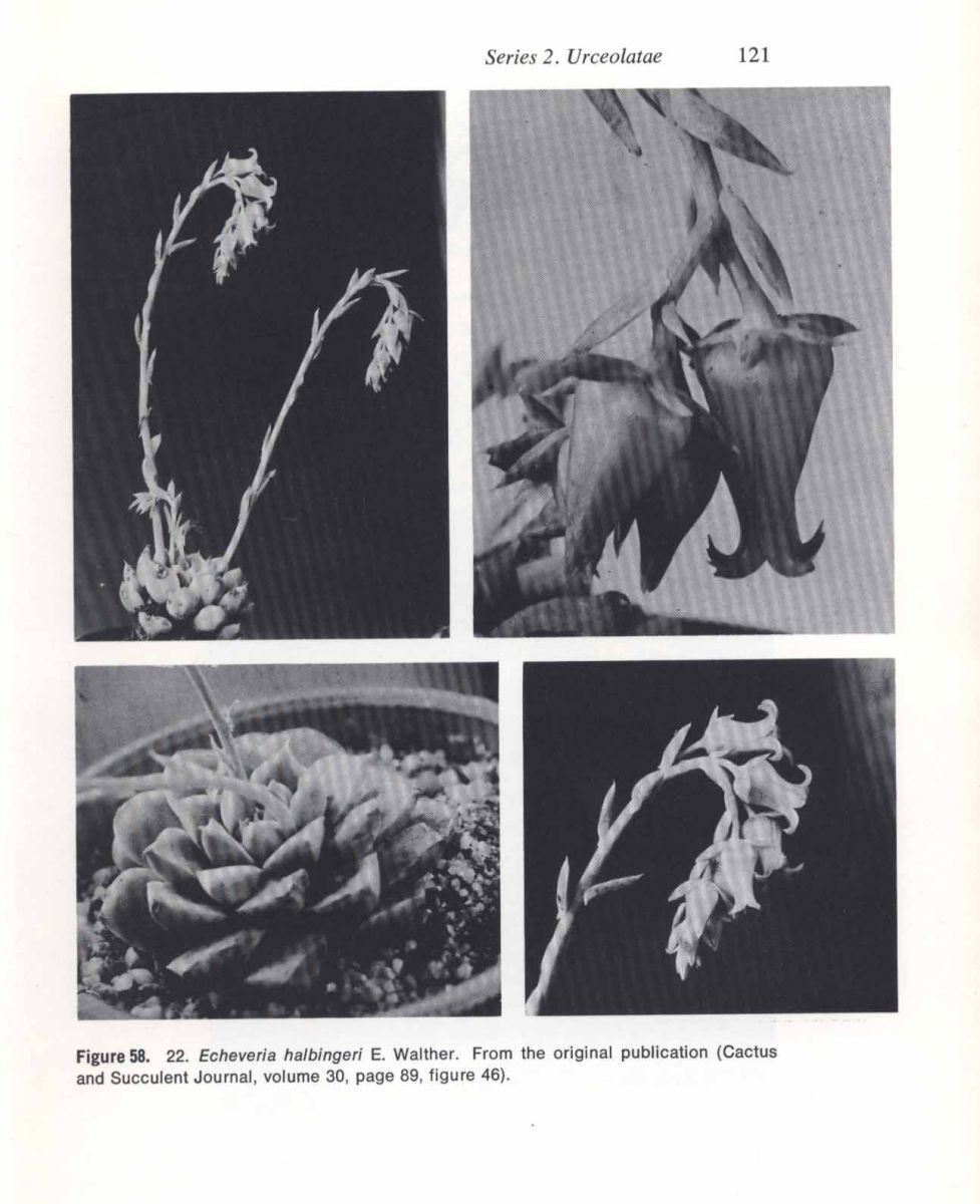 1958年，海濱格瑞的發表文中的配圖