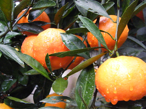 黃沙塢柑橘