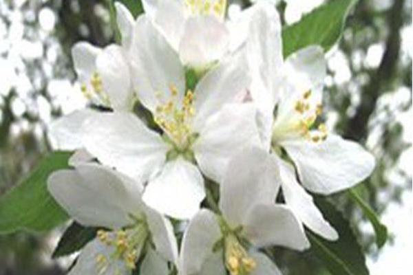 Malus \x27Henry Kohankie\x27