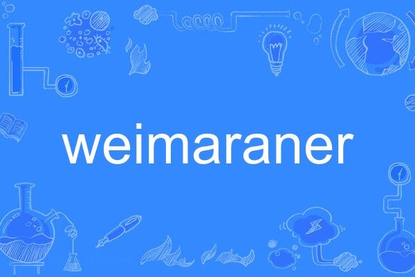 weimaraner weimaraner