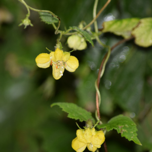 Caiophora aconquijae