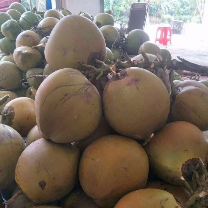 金椰 金椰