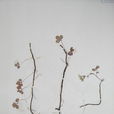 沙苦蕒菜 沙苦蕒菜
