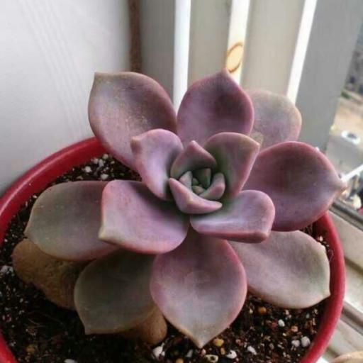 紫悅(景天科風車草屬植物) 紫悅(景天科風車草屬植物)