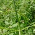 尖稃草 尖稃草