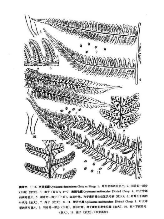 密羽毛蕨 密羽毛蕨