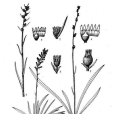短柄粉條兒菜 短柄粉條兒菜