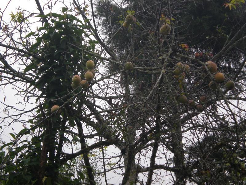 綠蔭塘村(雲南省鎮康縣木場鄉綠蔭塘村) 綠蔭塘村(雲南省鎮康縣木場鄉綠蔭塘村)
