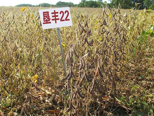 墾豐22 墾豐22