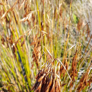 Thamnochortus nutans