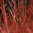紅瑞木(紅端木) 紅瑞木(紅端木)