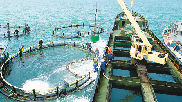 大黃魚的網箱人工養殖技術