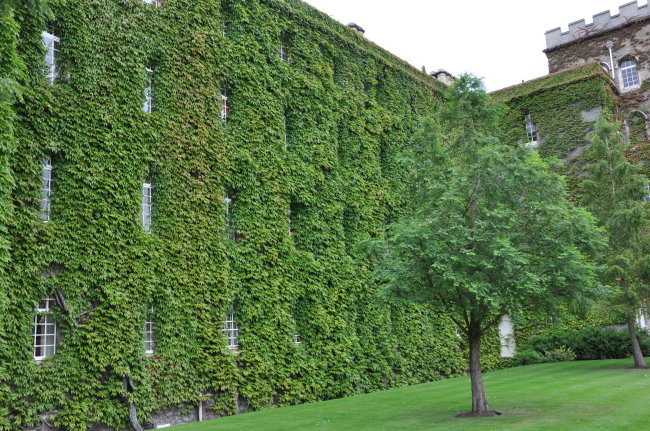 綠色大學
