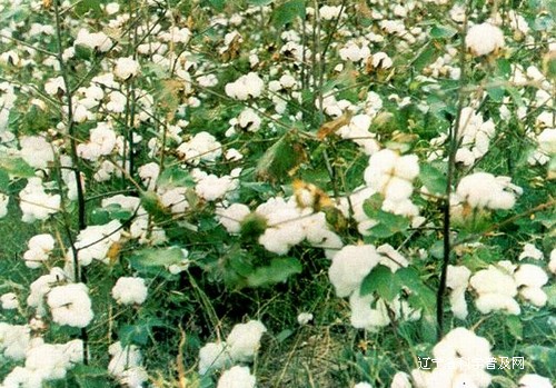 西城鄉棉花產業