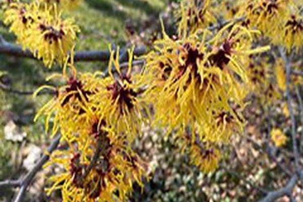 Hamamelis × intermedia \x27Heinrich Bruns\x27 Hamamelis × intermedia \x27Heinrich Bruns\x27