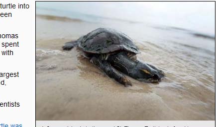放生60歲海龜