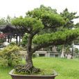 五針松 五針松