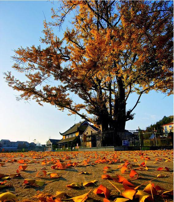 密印寺古樹 密印寺古樹