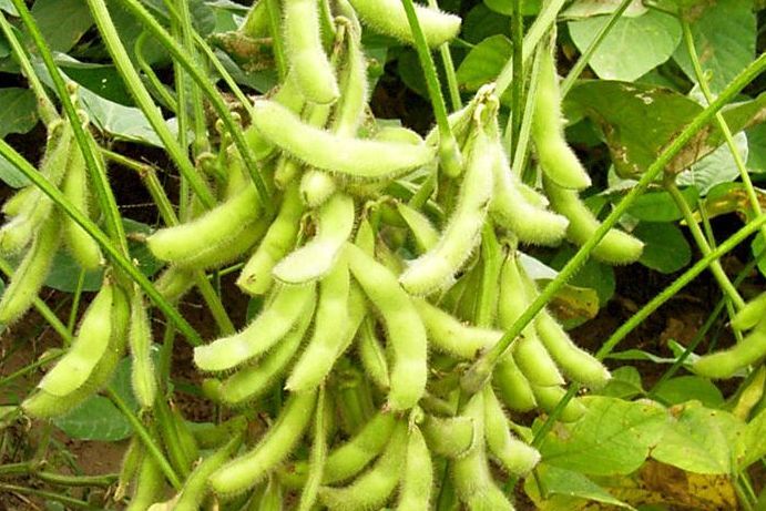魯豆5號 魯豆5號
