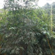 大耳坭竹 大耳坭竹