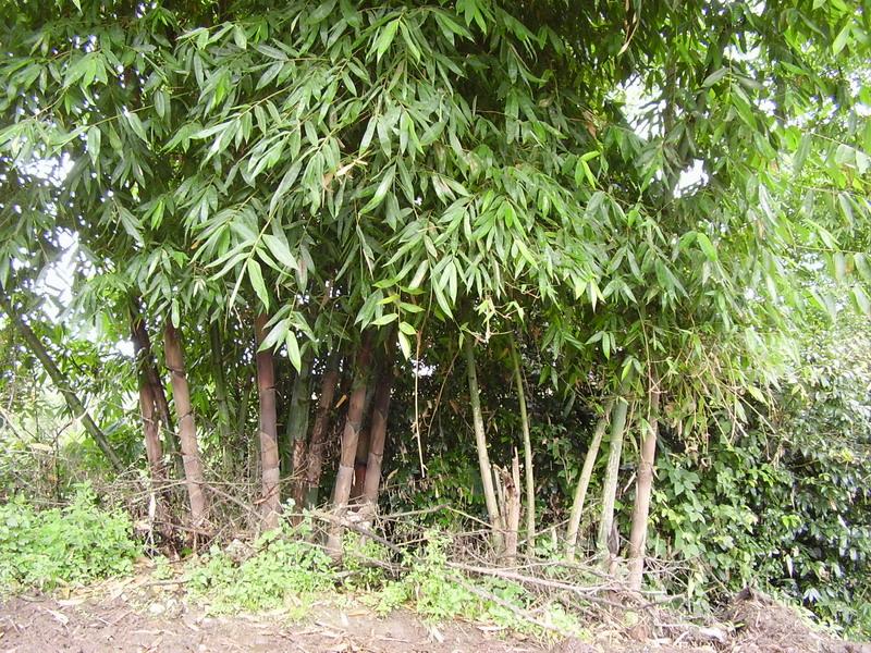 松園頭自然村自然資源-竹棚
