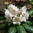短花杜鵑 短花杜鵑