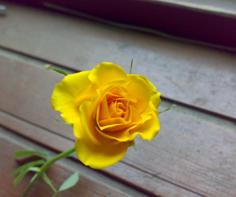 黃玫瑰(玉米品種)