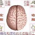 興奮灶 興奮灶
