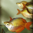 舌鱗魚 舌鱗魚