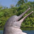 亞馬遜河豚(粉紅瓶鼻海豚)