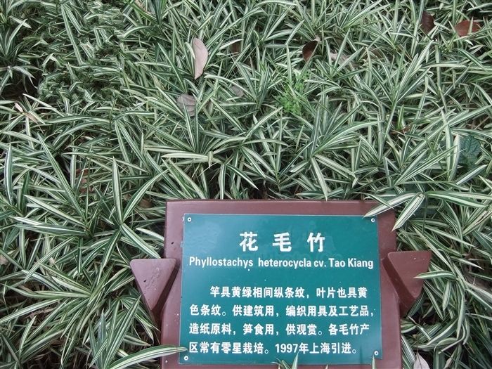 黃山庫-花毛竹 黃山庫-花毛竹