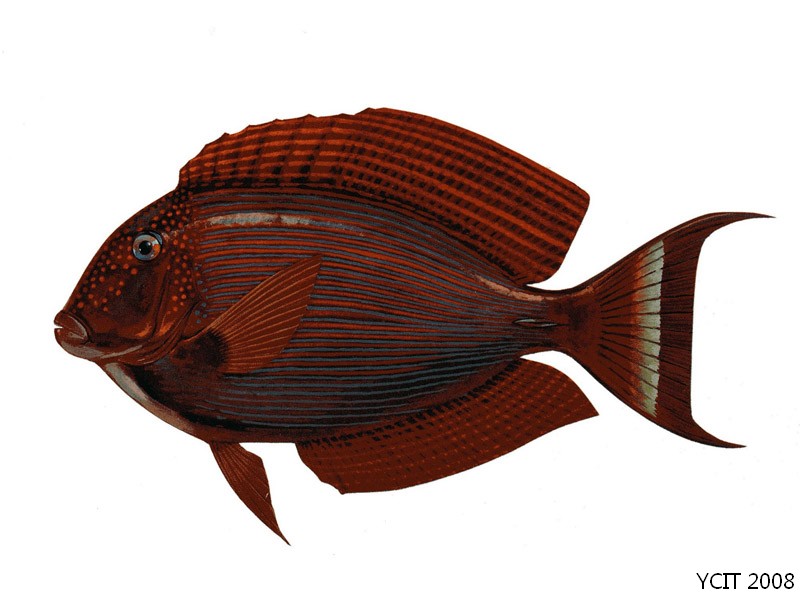 櫛齒刺尾魚
