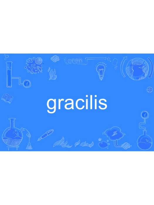 gracilis gracilis