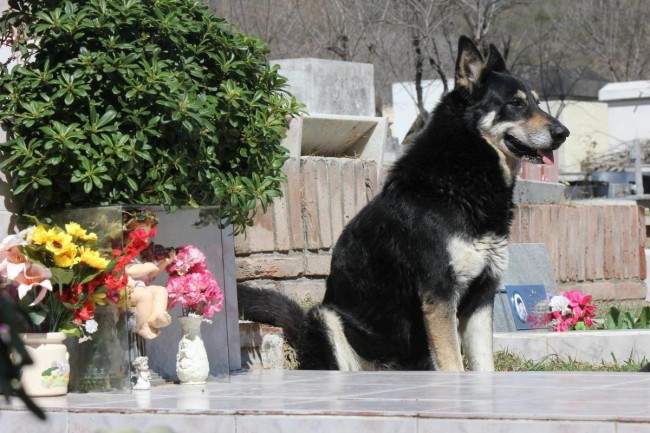 忠犬隊長 忠犬隊長