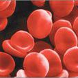 紅細胞系