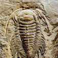 八郎海洋古生物化石群