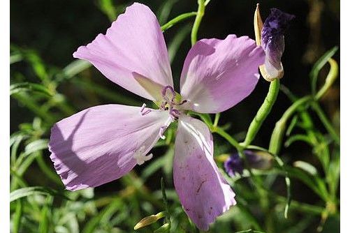 仙女扇屬(clarkia) 仙女扇屬(clarkia)