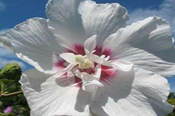 Hibiscus syriacus \x27Minsygrbl1\x27 FIRST EDITIONS HAWAII Hibiscus syriacus \x27Minsygrbl1\x27 FIRST EDITIONS HAWAII