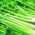 帝王(芹菜種名) 帝王(芹菜種名)