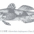 海豐沙塘鱧 海豐沙塘鱧