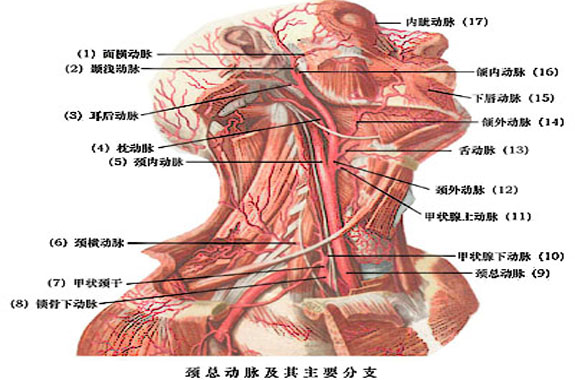 頸總動脈