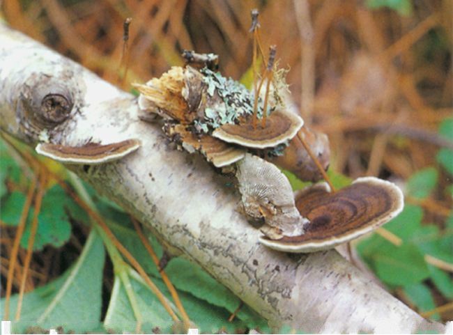 溝迷孔菌 溝迷孔菌