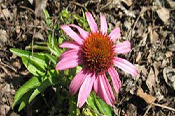 Echinacea purpurea \x27Mistral\x27