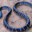 青環蛇
