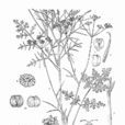 銳齒西風芹 銳齒西風芹