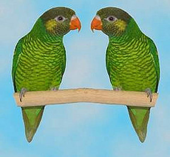 黃綠吸蜜鸚鵡(圖3)